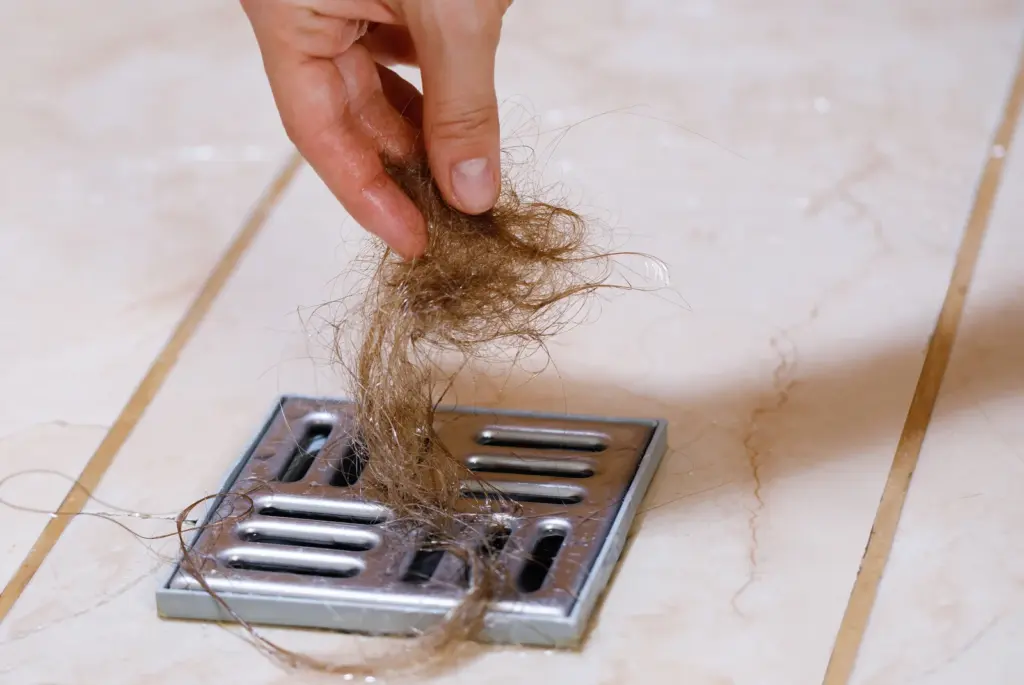 Hand lifting a clump of shed hair from a shower drain, a common sign of telogen effluvium a few months after quick weight loss.